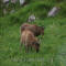 St. Kilda Sheep